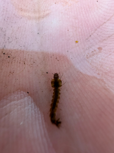 Anopheles