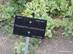 Molopospermum peloponnesiacum