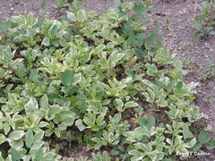 Molopospermum peloponnesiacum