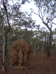 Nasutitermes triodiae