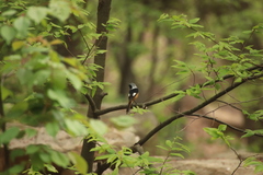 Phoenicurus auroreus