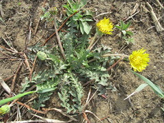 Taraxacum dissectum
