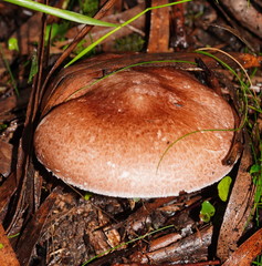 Agaricus austrovinaceus