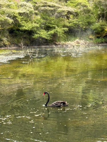 iNaturalist image