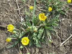 Taraxacum dissectum