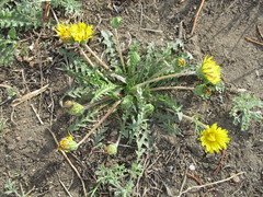 Taraxacum dissectum