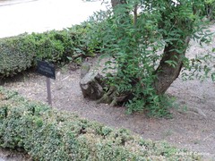 Fontanesia phillyreoides