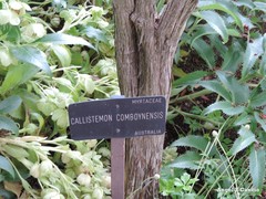 Melaleuca comboynensis