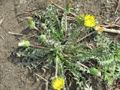 Taraxacum dissectum