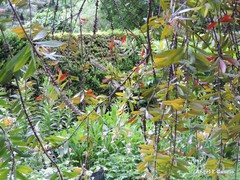 Melaleuca comboynensis
