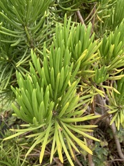 Senecio barbertonicus