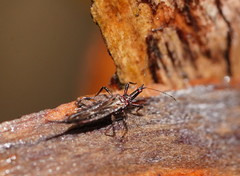 Idolothrips spectrum