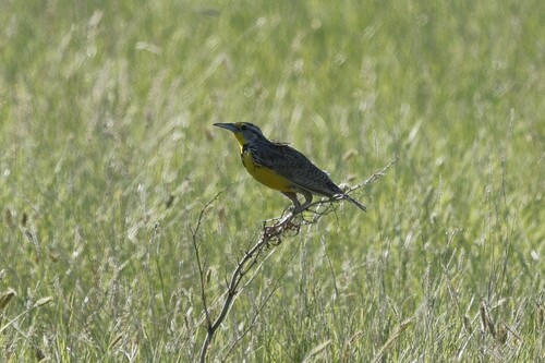 Western Meadowlark