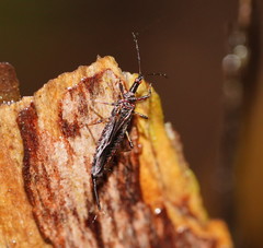 Idolothrips spectrum