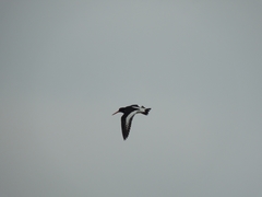 Haematopus ostralegus