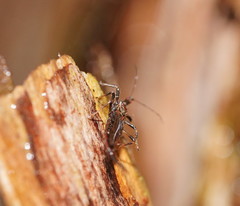 Idolothrips spectrum