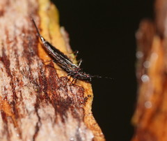 Idolothrips spectrum