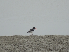 Haematopus ostralegus