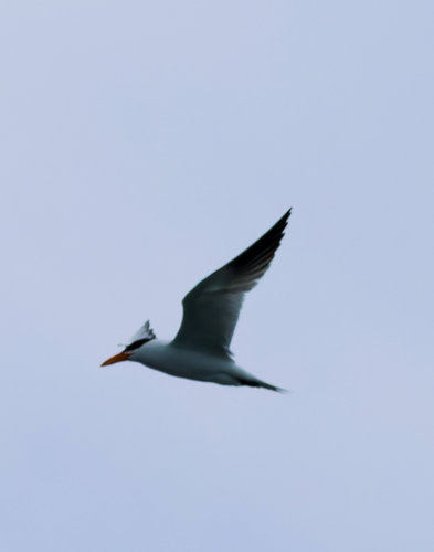 iNaturalist image
