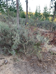 Osteospermum spinosum