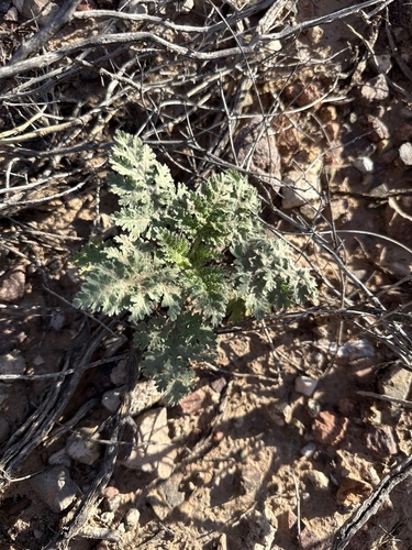 slimleaf bursage