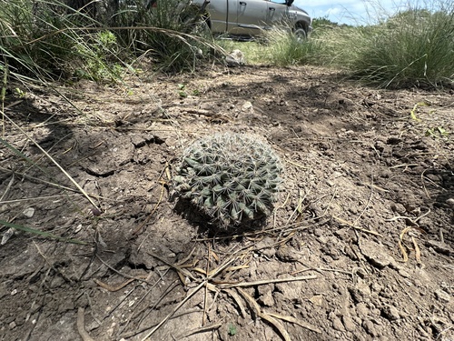 little nipple cactus