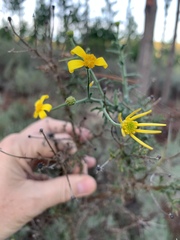 Osteospermum spinosum