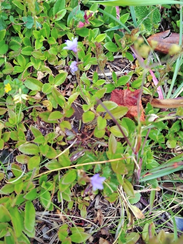 Veronica morrisonicola, photograph 3