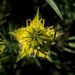 Nigella ciliaris - Photo 由 Ron Frumkin 所上傳的 (c) Ron Frumkin，保留部份權利CC BY-NC