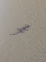 Tarentola mauritanica