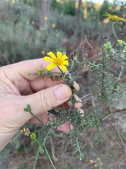 Osteospermum spinosum
