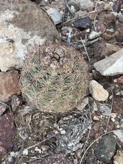 Echinomastus intertextus dasyacanthus