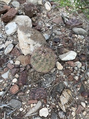 Echinomastus intertextus dasyacanthus