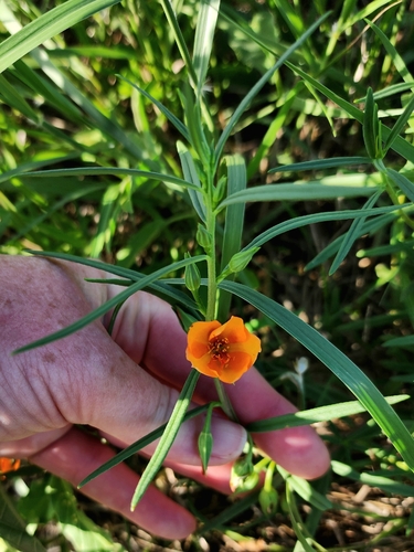Orange Flameflower