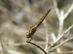 Brachythemis lacustris