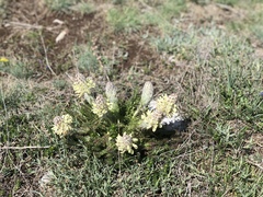 Pedicularis graeca