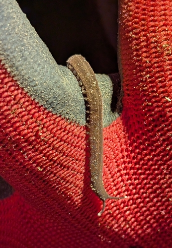 Plicatoperipatus jamaicensis