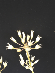 Allium drummondii