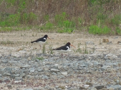 Haematopus ostralegus