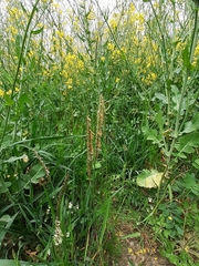 Alopecurus myosuroides