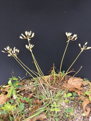 Allium drummondii