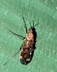 Sylvicola alternatus