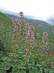 Boykinia richardsonii