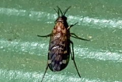 Sylvicola alternatus