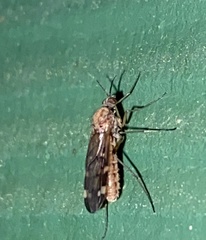 Sylvicola alternatus