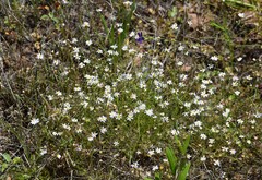 Chaetopappa asteroides