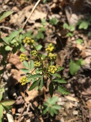 Zizia trifoliata