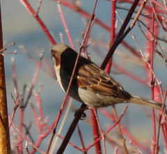 Passer domesticus