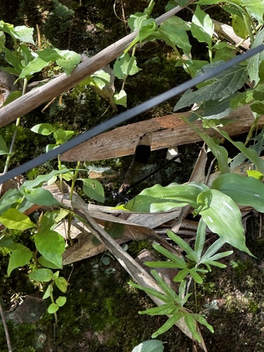 Black-banded Gossamerwing