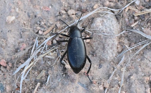 Eleodes longicollis